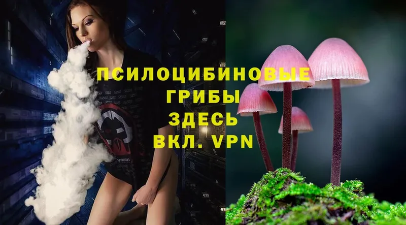 Псилоцибиновые грибы Magic Shrooms  как найти закладки  Елизово 